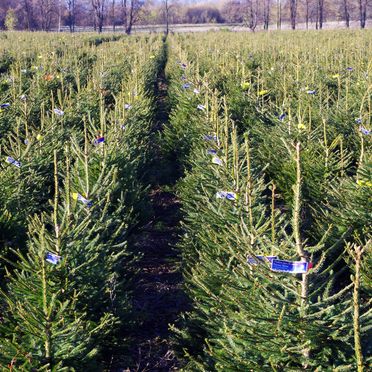 Spruce plantations, planting of Christmas spruces, growing of spruces, spruce maintenance, spruce sales