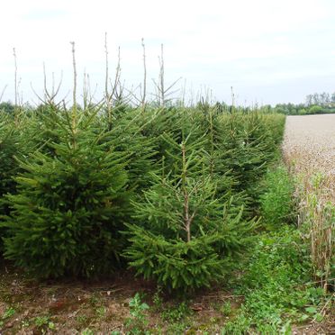 Spruce plantations, planting of Christmas spruces, growing of spruces, spruce maintenance, spruce sales